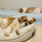 適応力高い、ぽんかぼ。