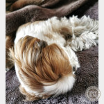 るぅ～るる、る～るる～るる