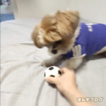 つぎは、おいらが　すためんかぼ！！