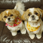 トリミングの日！2016年3月