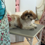 トリミングです！2016年5月