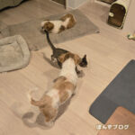 はっさく、お手柔らかにね～