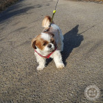 ツチノコブーム？