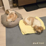 飼い主：体調変わりません