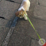 立ち止まるかぼす。