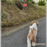 猫ちゃんが目の前に！かぼすは・・・