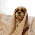 寒がりな、もふもふ達。