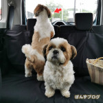 わわわん！わん！わん！