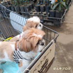 ぽんかぼ達と、植木選び。