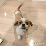 家でうんちか、お散歩か