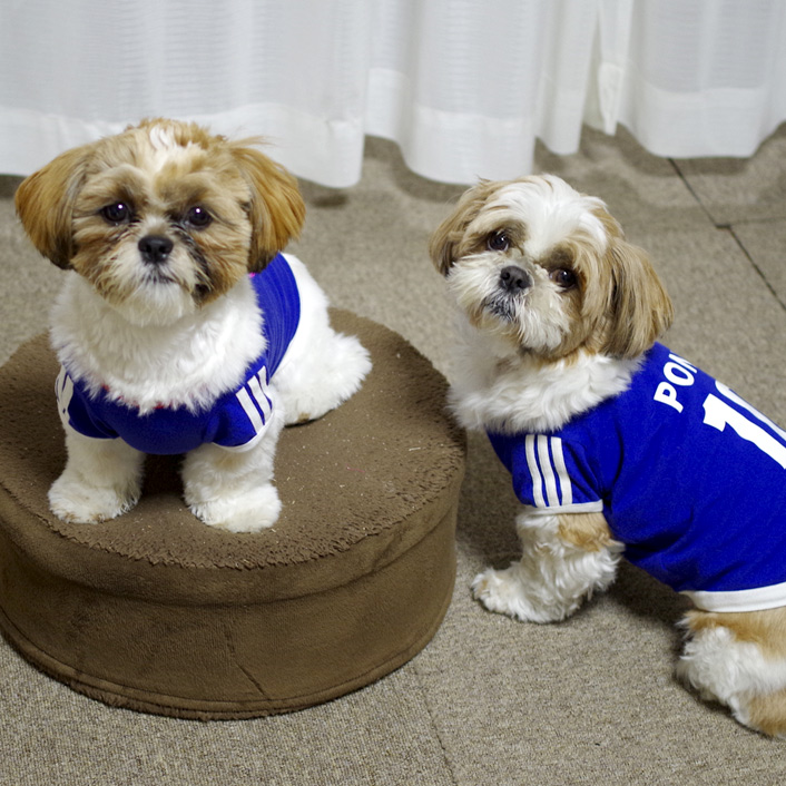 犬用サッカーユニフォームに新デザイン《ピンク》登場！