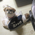 まま、ごろ寝ばっかりかぼ。