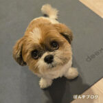 犬は下から、猫は上から