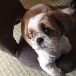 笑わす、かぼす