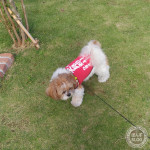 ドキドキするかぼ！