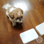 やっぱり呼んでこない、かぼす。