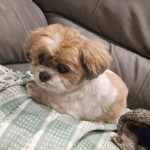 かぼす、やきもちをやくかテスト