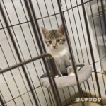 保護猫観察記２６日目：やられた～！