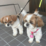 やる気のある、ぽんず隊員…？