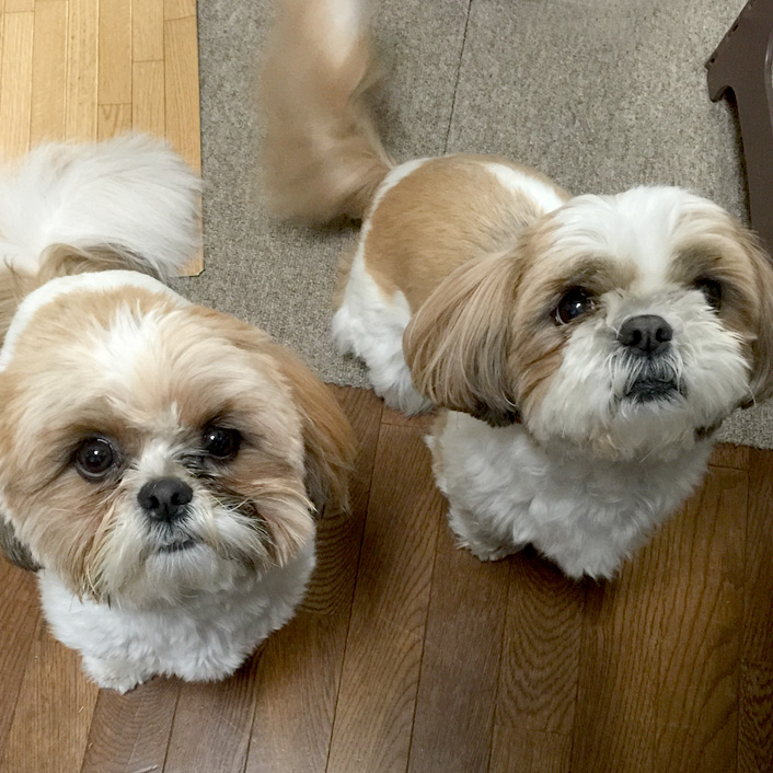 とっても可愛い犬のコスチュームが登場♪