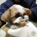 横取りの心理。