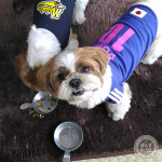 横取りしない、ぽんず。