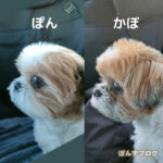 ぽんかぼの鼻を再検証。