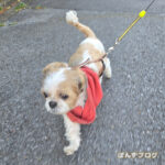 今日は調子がいいぽんず！