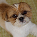 もふ足、のびのび！