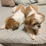 深夜の無駄吠え