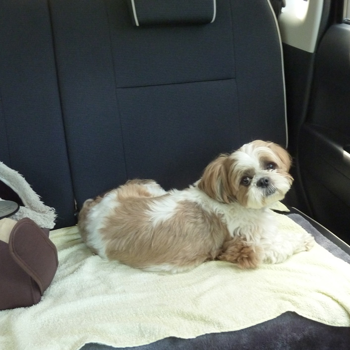 ぽんず交配記（４）：今日は４回目です