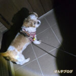 夜に散歩に行ってみたけど・・・