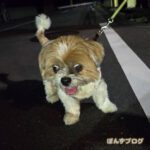 夜に光るたぬき