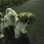 夜のもふもふパトロール