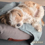 みんな『寝っ』の時間