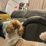 関東でも雪、家で運動会です