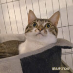 関東でも雪景色、おうちでまったり