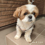 ユリ、アサガオ、チューリップ…危険な植物