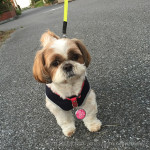 ふわふわ飛んでる虫の正体