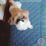 お散歩大好き！大嫌い(><;